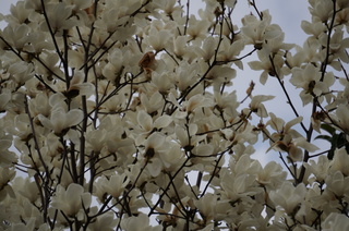 池袋の白木蓮（ハクモクレン）