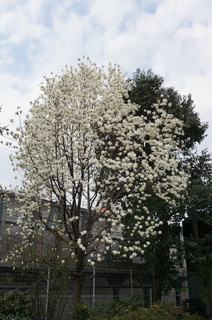 池袋の白木蓮（ハクモクレン）