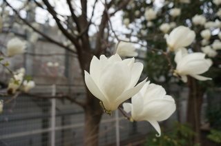池袋の白木蓮（ハクモクレン）