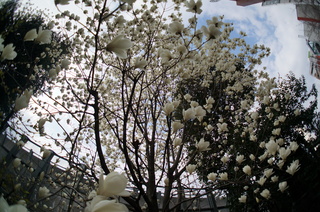 池袋の白木蓮（ハクモクレン）