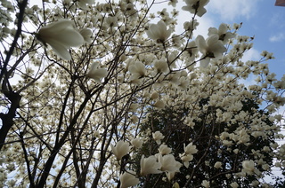 池袋の白木蓮（ハクモクレン）