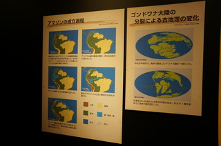 上野の国立科学博物館の大アマゾン展観覧@アマゾンの成立過程
