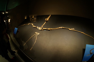 国立科学博物館の大アマゾン展観覧@サンタナ層の化石、アンハングエラ