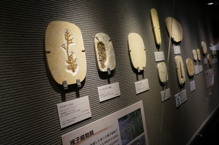 国立科学博物館の大アマゾン展観覧@クラト層の植物化石