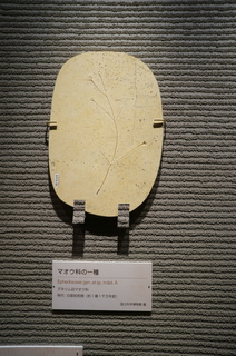 国立科学博物館の大アマゾン展観覧@クラト層の植物化石、マオウ科の一種