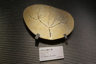 国立科学博物館の大アマゾン展観覧@クラト層の植物化石、グネツム類の一種