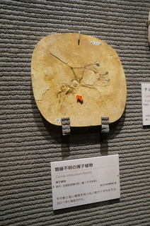国立科学博物館の大アマゾン展観覧@クラト層の植物化石、類縁不明の裸子植物