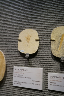 国立科学博物館の大アマゾン展観覧@クラト層の植物化石、チェカノフスキア(Czekanowskia sp)