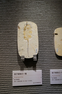 国立科学博物館の大アマゾン展観覧@クラト層の植物化石、被子植物の一種