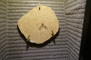 国立科学博物館の大アマゾン展観覧@クラト層のクモ・昆虫化石、タマムシ科の一種(Buprestidae sp)