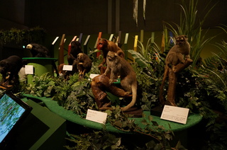 国立科学博物館の大アマゾン展観覧@アマゾンの哺乳類@南米で多様化したサル・ネズミ類