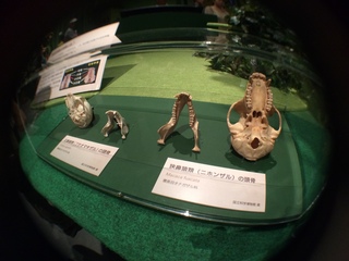 国立科学博物館の大アマゾン展観覧@アマゾンの哺乳類@南米で多様化したサル・ネズミ類、広鼻猿類と狭鼻猿類の頭蓋骨