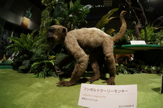 国立科学博物館の大アマゾン展観覧@アマゾンの哺乳類@南米で多様化したサル・ネズミ類、フンボルトウーリーモンキー