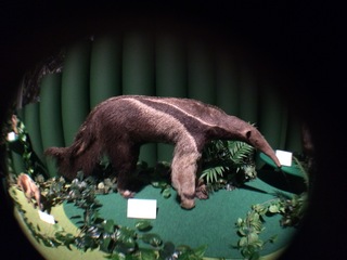 アマゾンの哺乳類@アマゾン起源のアリクイ