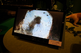 アマゾンの哺乳類@アマゾン起源のナマケモノ