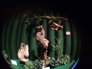 アマゾンの哺乳類@アマゾン起源のナマケモノ