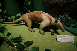 アマゾンの哺乳類@アマゾン起源のアリクイ、ミナミコアリクイ(Tamandua tetradactyla)