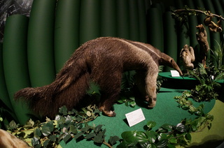 アマゾンの哺乳類@アマゾン起源のアリクイ、オオアリクイ(Myrmecophaga tridactyla)