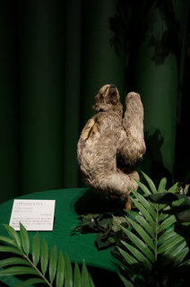 アマゾンの哺乳類@アマゾン起源のナマケモノ、ノドチャミユビナマケモノ(Bradypus variegatus)