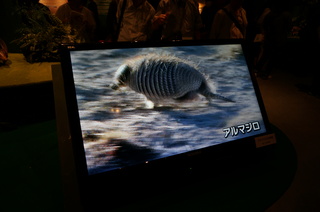 アマゾンの哺乳類@アマゾン起源のアルマジロの映像