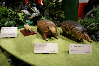 アマゾンの哺乳類@アマゾン起源のアルマジロの剥製