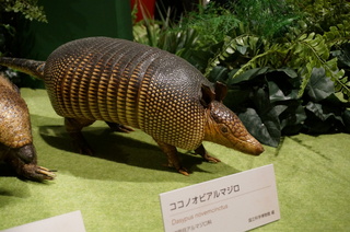 アマゾンの哺乳類@アマゾン起源のアルマジロ、ココノオビアルマジロ(Dasypus novemcinctus)