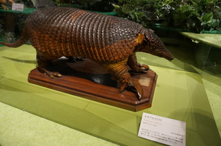 アマゾンの哺乳類@アマゾン起源のオオアルマジロ(Priodontes maximus)