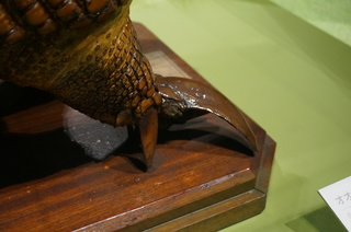 アマゾンの哺乳類@アマゾン起源のオオアルマジロ(Priodontes maximus)の鋭い爪