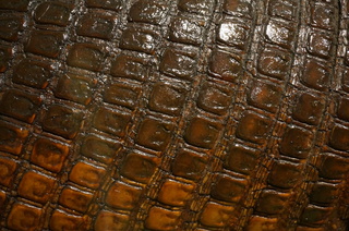 アマゾンの哺乳類@アマゾン起源のオオアルマジロ(Priodontes maximus)の表面の鱗