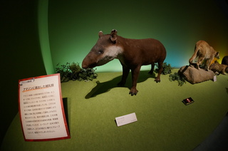 アマゾンの哺乳類@アマゾンに進出した哺乳類、アメリカバク