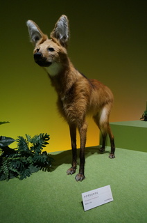 アマゾンの哺乳類@アマゾンに進出した哺乳類、タテガミオオカミ(Chrysocyon brachyurus)