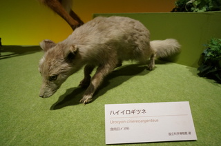 アマゾンの哺乳類@アマゾンに進出した哺乳類、ハイイロギツネ(Urocyon cinereoargenteus)