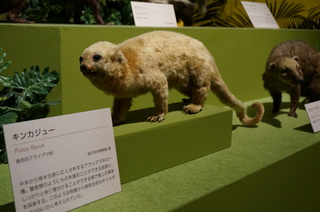 アマゾンの哺乳類@アマゾンに進出した哺乳類、キンカジュー(Potos flavus)