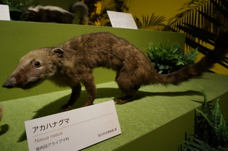 アマゾンの哺乳類@アマゾンに進出した哺乳類、アカハナグマ(Nasua)