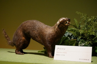 アマゾンの哺乳類@アマゾンに進出した哺乳類、グリソン(Galictis vittata)