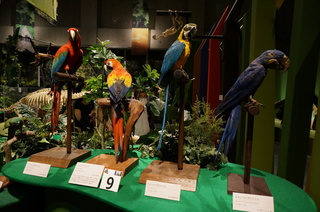 アマゾンの鳥類@コンゴウインコの仲間