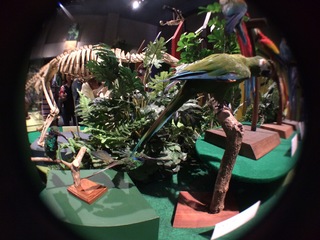 アマゾンの鳥類@コンゴウインコの仲間