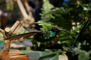 アマゾンの鳥類@ミツドリの仲間