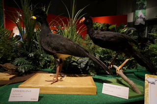 アマゾンの鳥類@アマゾン特有の鳥、ハゲガオホウカンチョウ