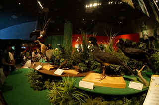 アマゾンの鳥類@アマゾン特有の鳥ブース周辺の風景