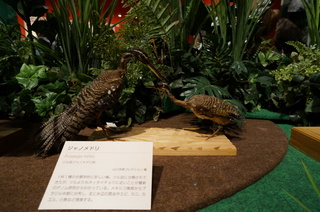 アマゾンの鳥類@アマゾン特有の鳥、ジャノメドリ