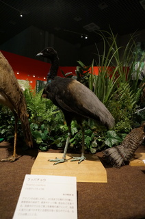 アマゾンの鳥類@アマゾン特有の鳥、ラッパチョウ