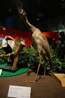 アマゾンの鳥類@アマゾン特有の鳥、カンムリノガンモドキ