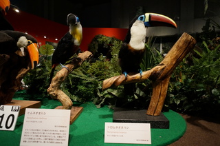 アマゾンの鳥類@アマゾン特有の鳥、ヒムネオオハシとシロムネオオハシ