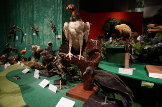 アマゾンの鳥類@アマゾン特有の鳥の展示場付近の様子