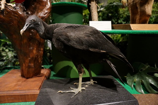 アマゾンの鳥類@アマゾン特有の鳥、クロコンドル(Coragyps atratus)