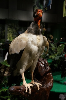 アマゾンの鳥類@アマゾン特有の鳥、トキイロコンドル