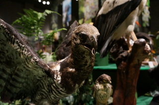 アマゾンの鳥類@アマゾン特有の鳥、ヒメオウギワシ