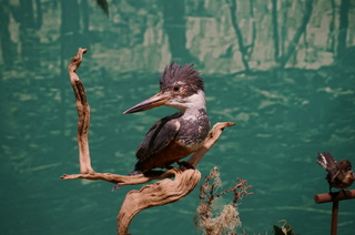アマゾンの鳥類@アマゾン特有の鳥、クビワヤマセミ(Ceryle torquata)
