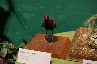 アマゾンの鳥類@アマゾン特有の鳥、ナンベイレンカク(Jacana jakana)